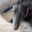Photo of Tilly