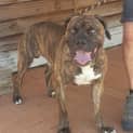 Photo of Bruno