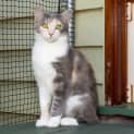 Photo of Duchess