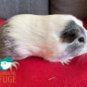 Photo of Squidge   Desexed Male