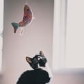 Photo of Minnie