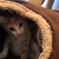 Photo of Peach