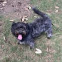 Photo of Moe