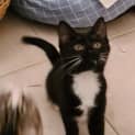 Photo of Poppy