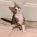 Photo of Scout