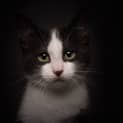 Photo of Huey