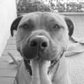 Photo of Pumba