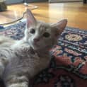 Photo of Lola