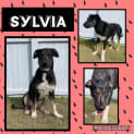 Photo of Sylvia