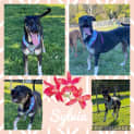 Photo of Sylvia
