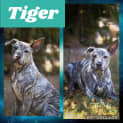 Photo of Tiger