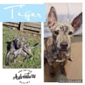 Photo of Tiger