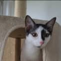 Photo of Checkers
