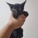 Photo of Odis