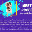 Photo of Rocco