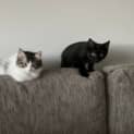 Photo of Sooty