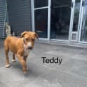 Photo of Teddy