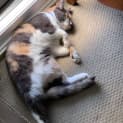 Photo of Callie