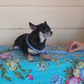 Photo of Duchess