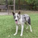 Photo of Blue