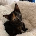 Photo of Dazzle