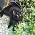 Photo of Oliver