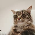 Photo of Mimo