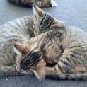 Photo of Luna And Lynx