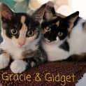 Photo of Gracie