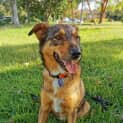 Photo of Buster ~ 4.5yr Old Kelpie X( On Trial 13/3/22)