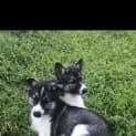 Photo of Chukchi ❤️
