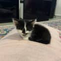 Photo of Oscar