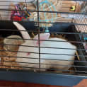 Photo of Cinnabun