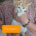 Photo of Casper