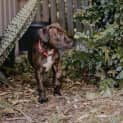 Photo of Hiccup