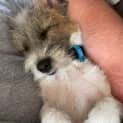 Photo of Teddy