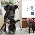 Photo of Sprout