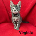 Photo of Virginia