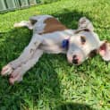 Photo of Tarli ~ 4.5mo Bull Arab X