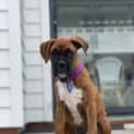 Photo of Ryka ~ Boxer X Puppy(on Trial 14/3/22)