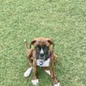 Photo of Buddy ~ Boxer X Puppy