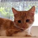 Photo of Chestnut