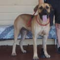 Photo of Sampson