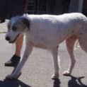 Photo of Sarge