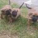 Photo of Dance Pups Rumba