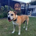Photo of Bro *$150 Adoption Fee*