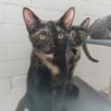 Photo of Mirabelle