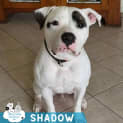 Photo of Shadow