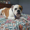 Photo of Cheeky ~ 4yr Old Bulldog (On Trial 11/3)