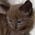 Photo of Chico 
